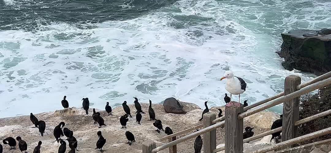 Hundreds of Seabirds Take Over the Cliffs in La Jolla