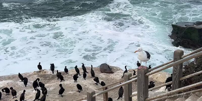 Hundreds of Seabirds Take Over the Cliffs in La Jolla