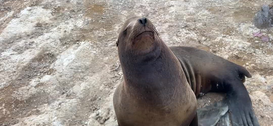 Sea Lion Mom and Pup Among the Birds