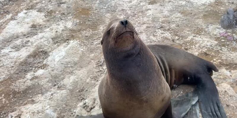 Sea Lion Mom and Pup Among the Birds